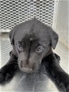 adoptable Dog in  named A1201696