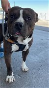 adoptable Dog in  named *HANDSOME