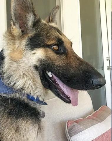 adoptable Dog in Bakersfield, CA named *ZEUS