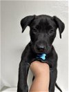 adoptable Dog in  named A1199901