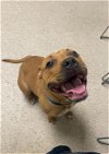 adoptable Dog in  named *SEALY