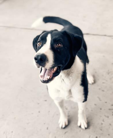 adoptable Dog in Bakersfield, CA named ATLAS