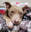 adoptable Dog in Bakersfield, CA named *DELCINE