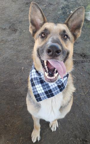 adoptable Dog in Bakersfield, CA named *BUDDY