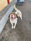 adoptable Dog in Bakersfield, CA named *LENNAN