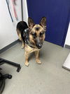 adoptable Dog in Bakersfield, CA named LOLA