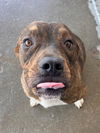 adoptable Dog in Bakersfield, CA named *TYSON