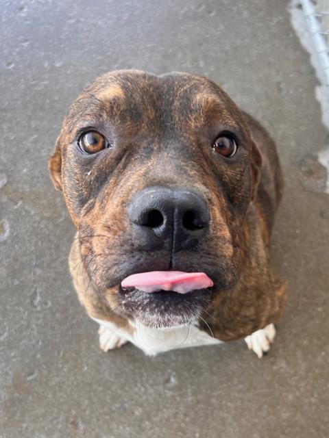 *TYSON