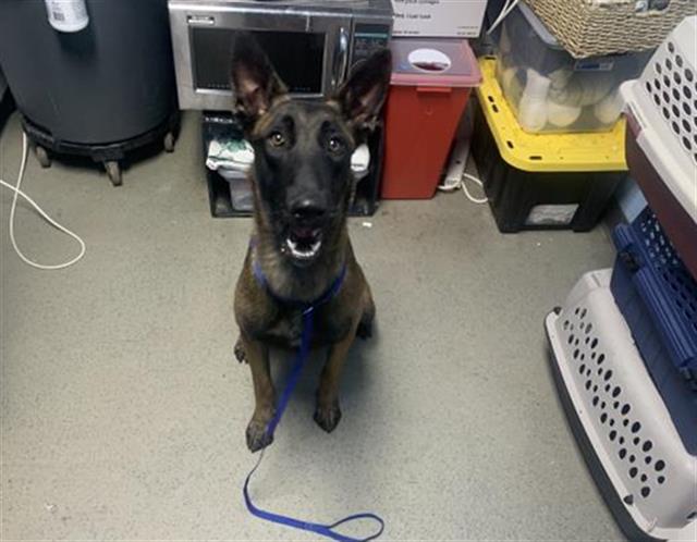 adoptable Dog in Bakersfield, CA named *ARROW