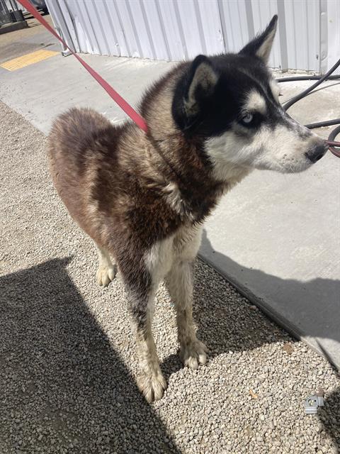 adoptable Dog in Bakersfield, CA named *ALASKA