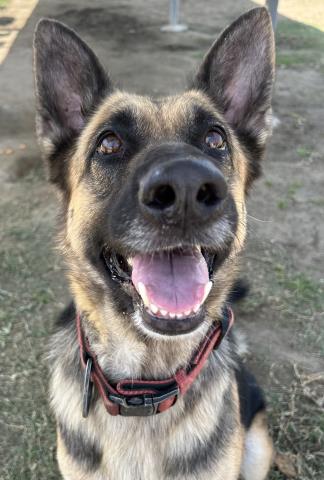 adoptable Dog in Bakersfield, CA named *PEPPER