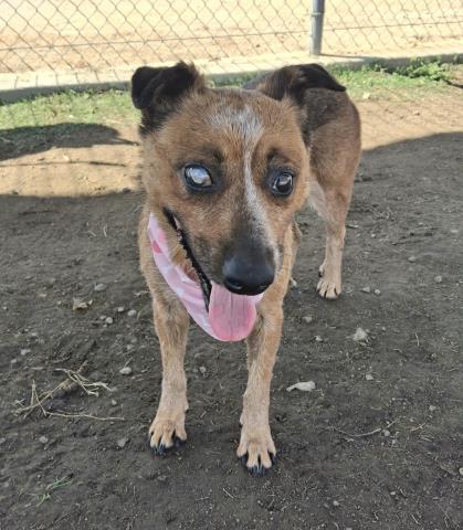 adoptable Dog in Bakersfield, CA named *HELEN