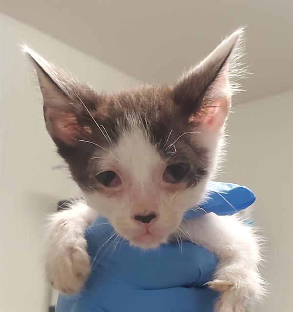 adoptable Cat in Bakersfield, CA named CUCUMBER