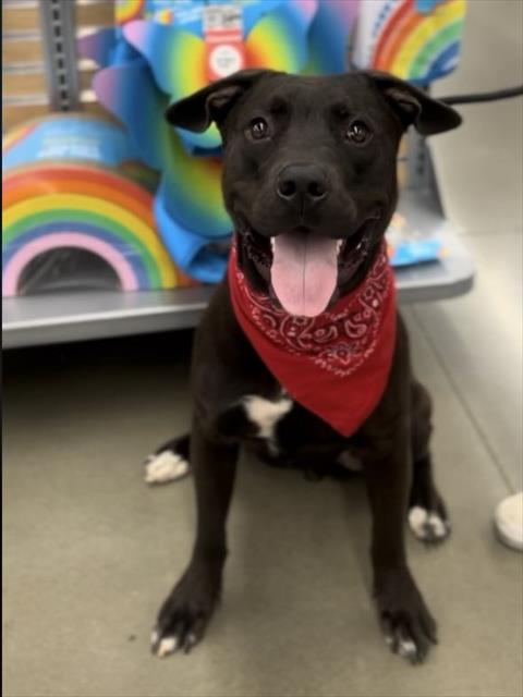 adoptable Dog in Bakersfield, CA named *CODY