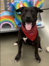 adoptable Dog in Bakersfield, CA named *CODY