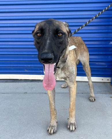 adoptable Dog in Bakersfield, CA named *JOLIET