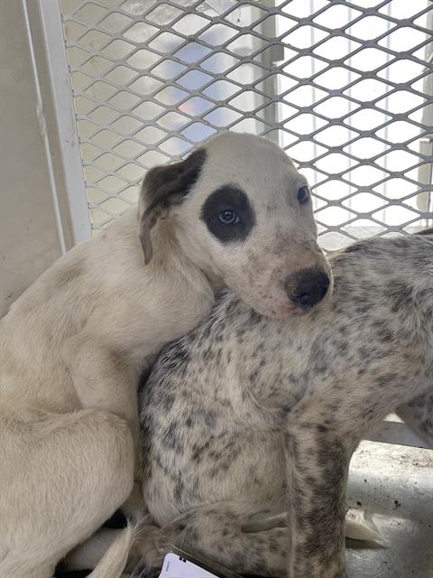 adoptable Dog in Bakersfield, CA named *WALTER