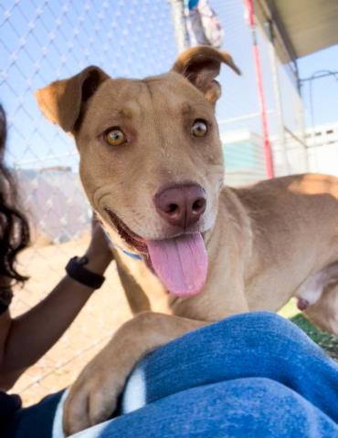 adoptable Dog in Bakersfield, CA named *JIM