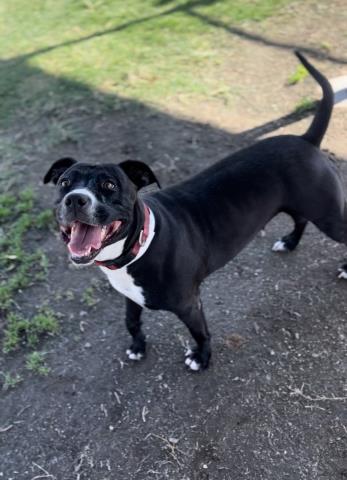 adoptable Dog in Bakersfield, CA named *BENNETTA