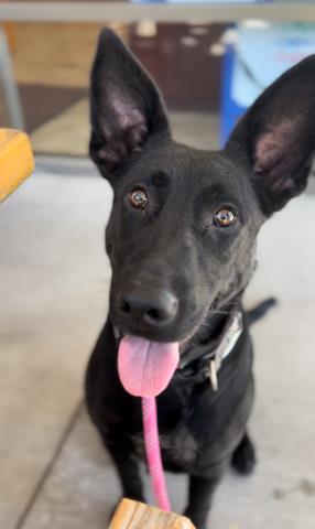 adoptable Dog in Bakersfield, CA named *LOUIE