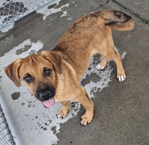 adoptable Dog in Bakersfield, CA named *ELLIE