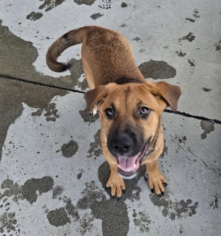 adoptable Dog in Bakersfield, CA named *POPPY