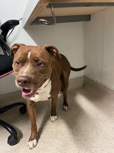 adoptable Dog in Bakersfield, CA named *COFFEE