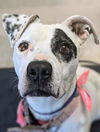 adoptable Dog in Bakersfield, CA named CARMA