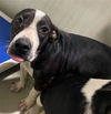 adoptable Dog in Bakersfield, CA named *RACHEL