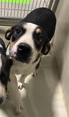 adoptable Dog in Bakersfield, CA named *SOPHIA