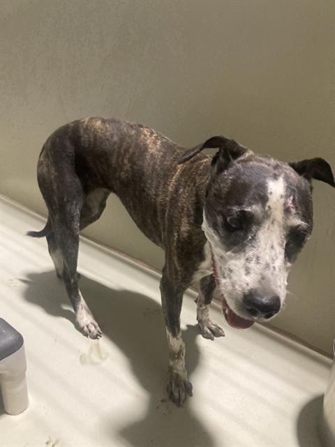 adoptable Dog in Bakersfield, CA named *HENLEY