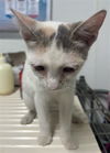 adoptable Cat in Bakersfield, CA named *MARY