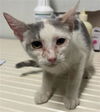 adoptable Cat in Bakersfield, CA named *WINIFRED