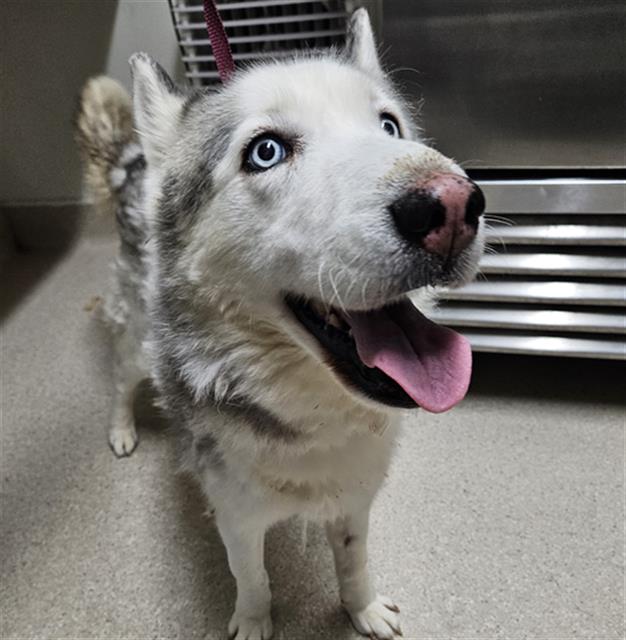 adoptable Dog in Bakersfield, CA named GRACIE