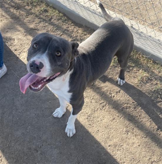 adoptable Dog in Bakersfield, CA named *STUD MUFFIN