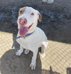 adoptable Dog in Bakersfield, CA named *SCOUT