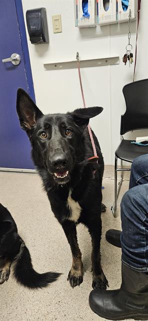 adoptable Dog in Bakersfield, CA named *CUCUMBER