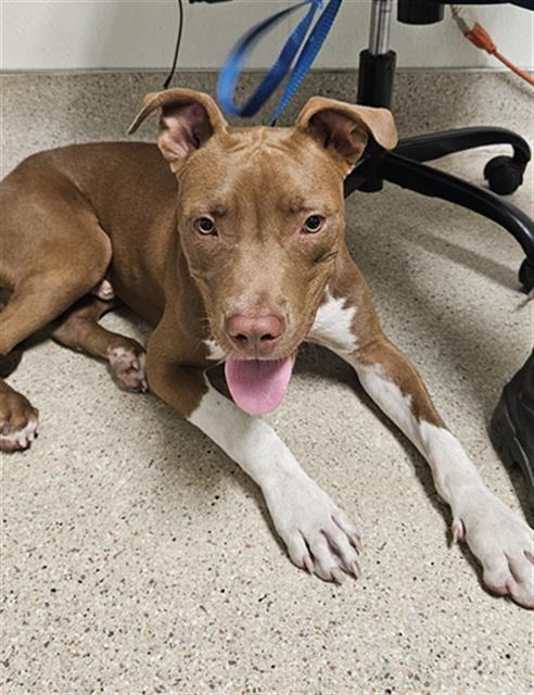 adoptable Dog in Bakersfield, CA named *SCRAPPY