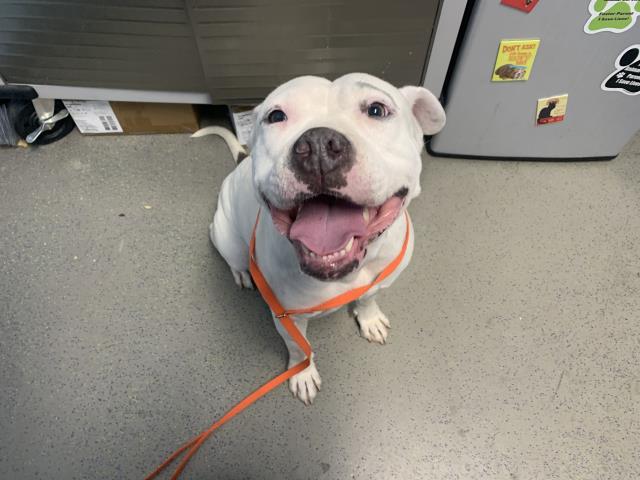 adoptable Dog in Bakersfield, CA named *GRETA GARBO