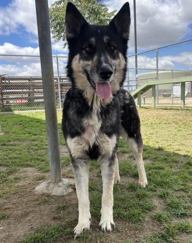 adoptable Dog in Bakersfield, CA named *BLOSSOM