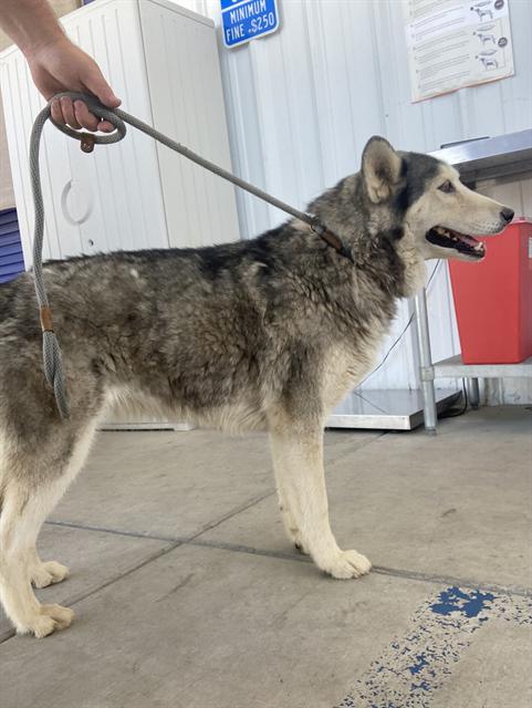 adoptable Dog in Bakersfield, CA named *MYSTIC