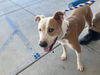 adoptable Dog in Bakersfield, CA named *MACK