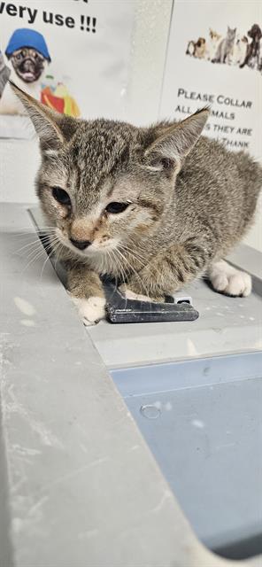 adoptable Cat in Bakersfield, CA named A1209934