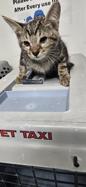 adoptable Cat in Bakersfield, CA named A1209935