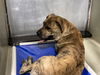 adoptable Dog in Bakersfield, CA named *HUNK