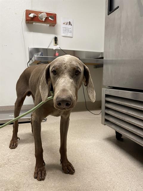 adoptable Dog in Bakersfield, CA named *BILL