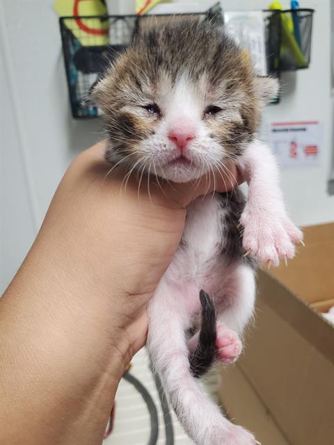 adoptable Cat in Bakersfield, CA named ELLA