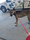 adoptable Dog in Bakersfield, CA named *SHAKRA