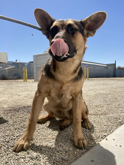 adoptable Dog in Bakersfield, CA named *DREAMER