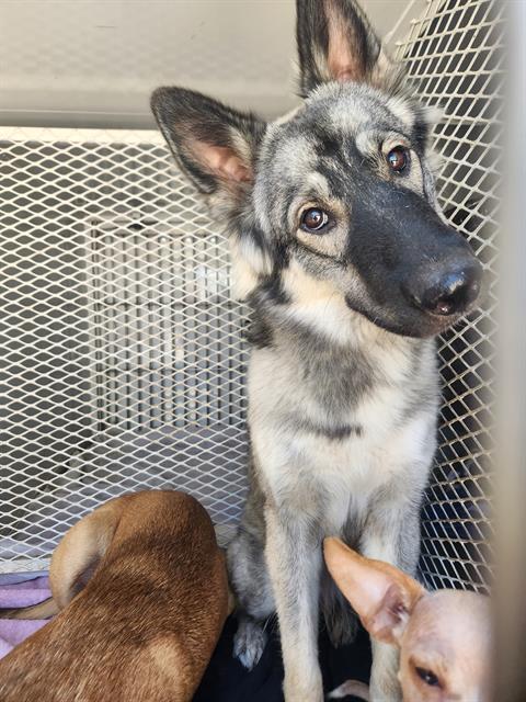 adoptable Dog in Bakersfield, CA named *HONEYSUCKLE